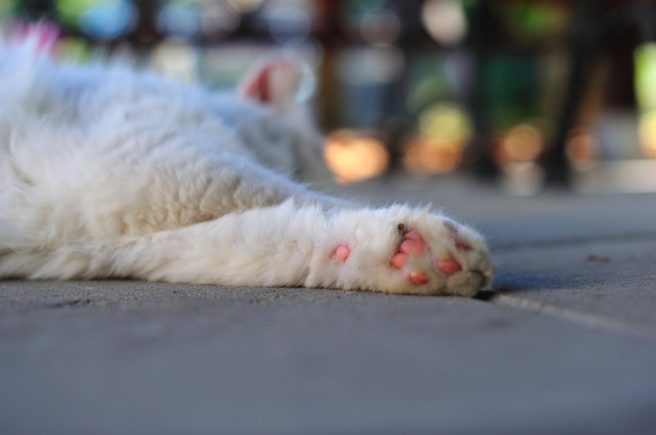 Śpiący biały kot z różowymi poduszeczkami na łapach leżący na szarym podłożu, z rozmytym tłem zieleni i brązu.