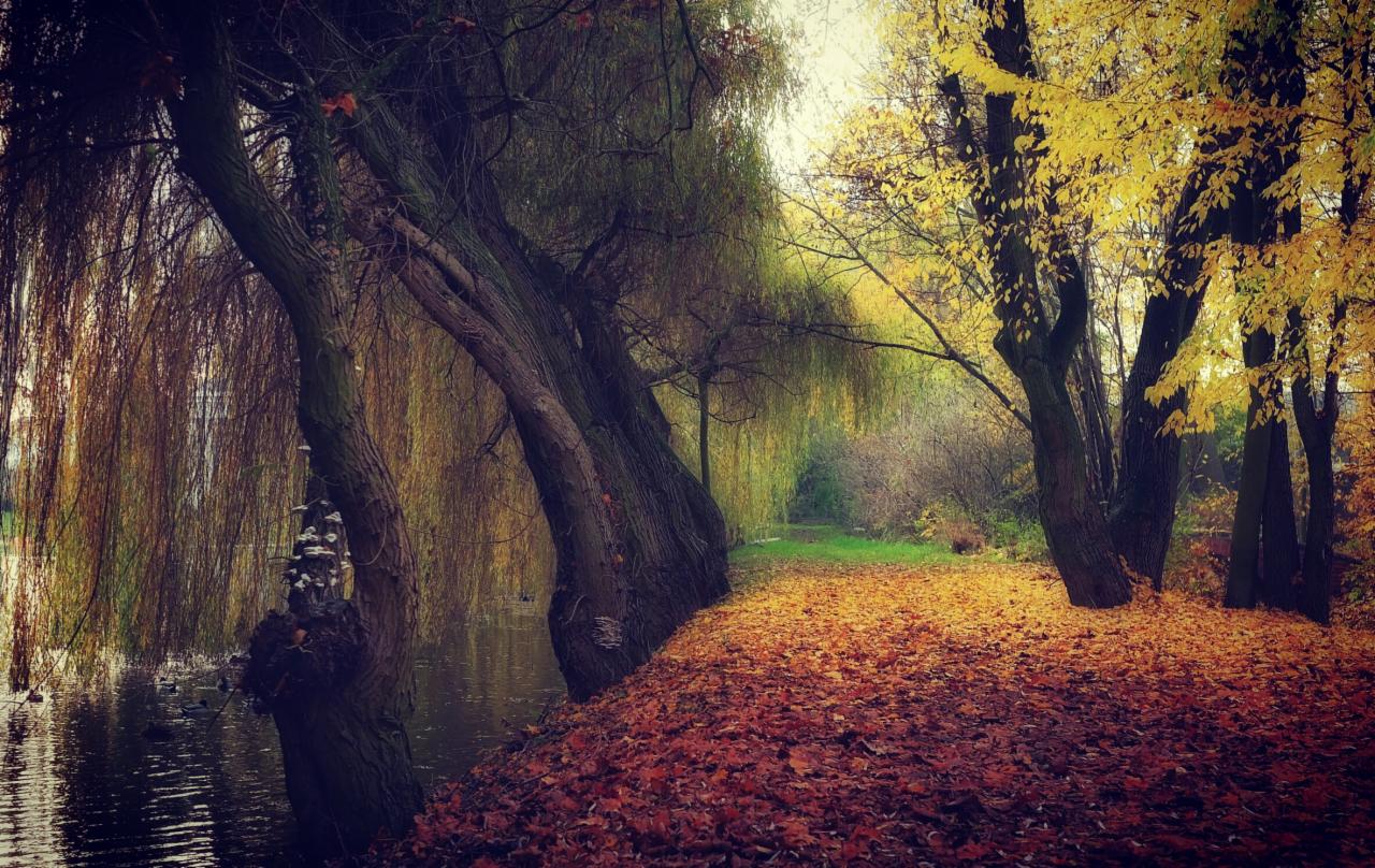 Jesienny pejzaż: ścieżka usłana liśćmi prowadzi wzdłuż brzegu rzeki, nad którą pochylają się wierzby płaczące i drzewa o żółtych liściach.