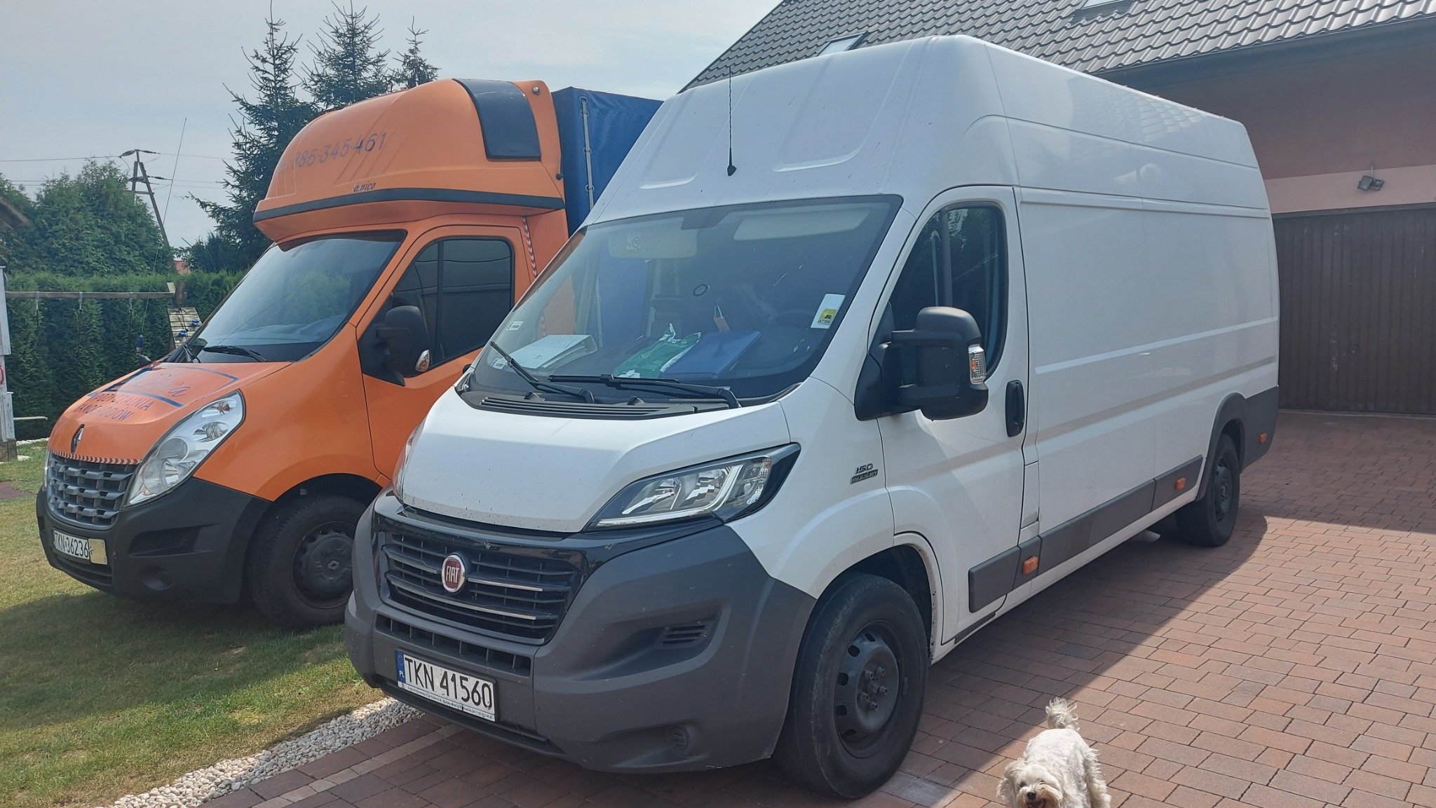 Dwa busy zaparkowane na brukowanym podjeździe: pomarańczowy Renault Master z napisem i numerem telefonu oraz biały Fiat Ducato z widoczną tablicą rejestracyjną, mały biały piesek w prawym dolnym rogu.