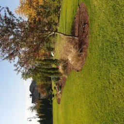 Jesienny ogród z równo przystrzyżonym trawnikiem, drzewem z czerwonymi owocami i rabatami wysypanymi korą, widok na dom z ciemną dachówką w tle.