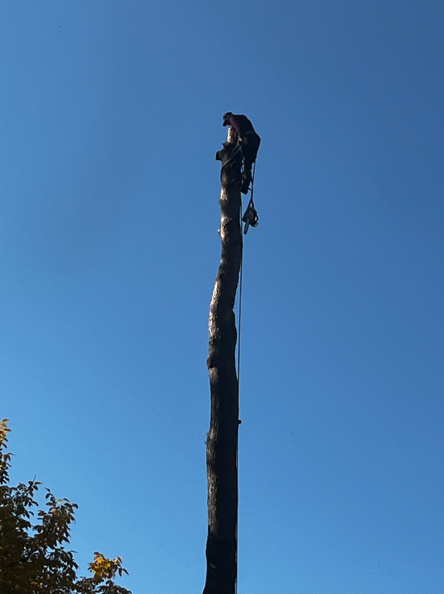 Pracownik na szczycie wysokiego, ogołoconego pnia drzewa na tle błękitnego nieba, zabezpieczony linami i uprzężą, obok zwisa piła łańcuchowa.