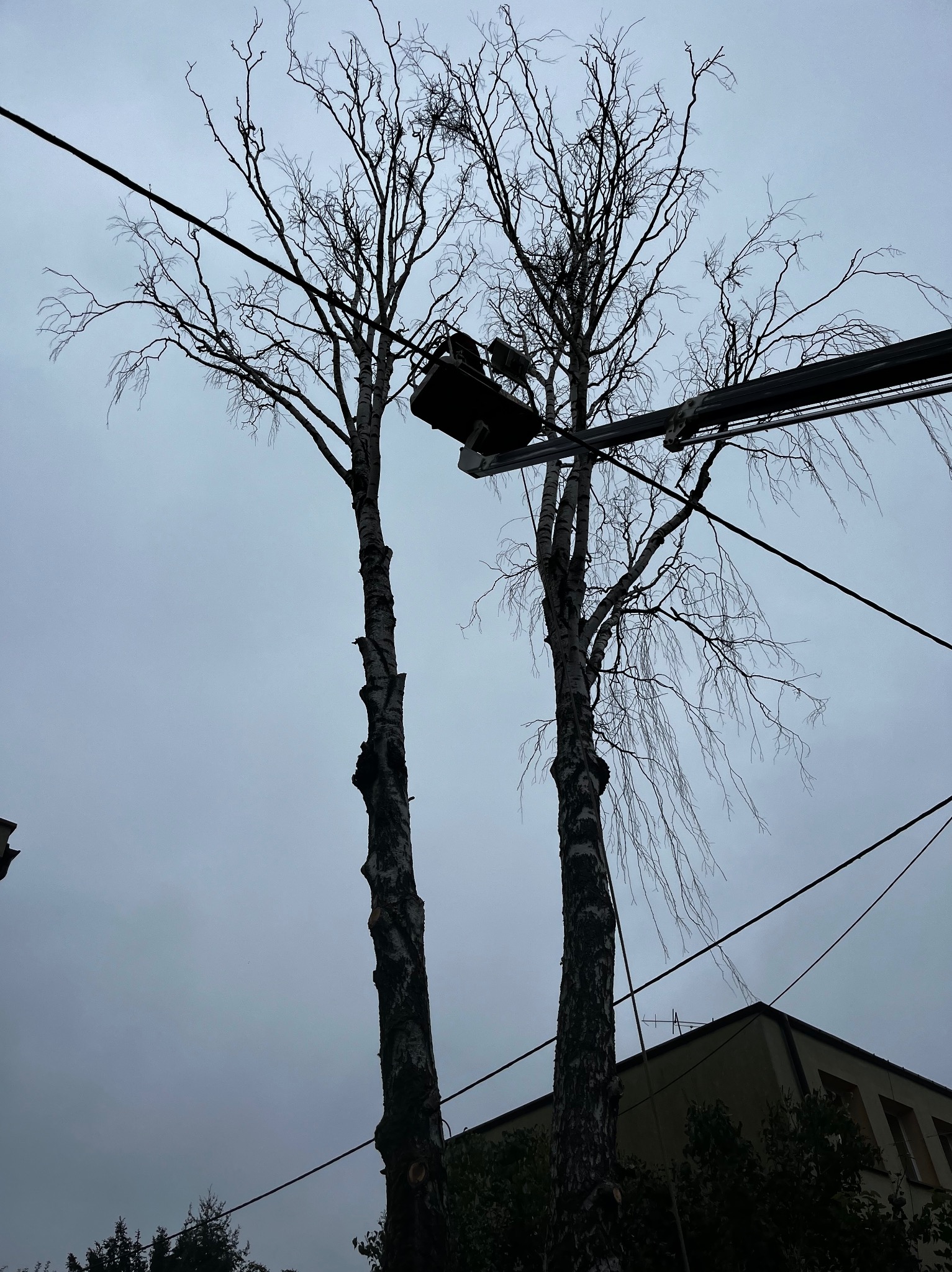 Dwa wysokie drzewa o nagich gałęziach, przycięte na równej wysokości, stojące obok siebie na tle pochmurnego nieba, z widocznymi kablami elektrycznymi i fragmentem budynku w tle.