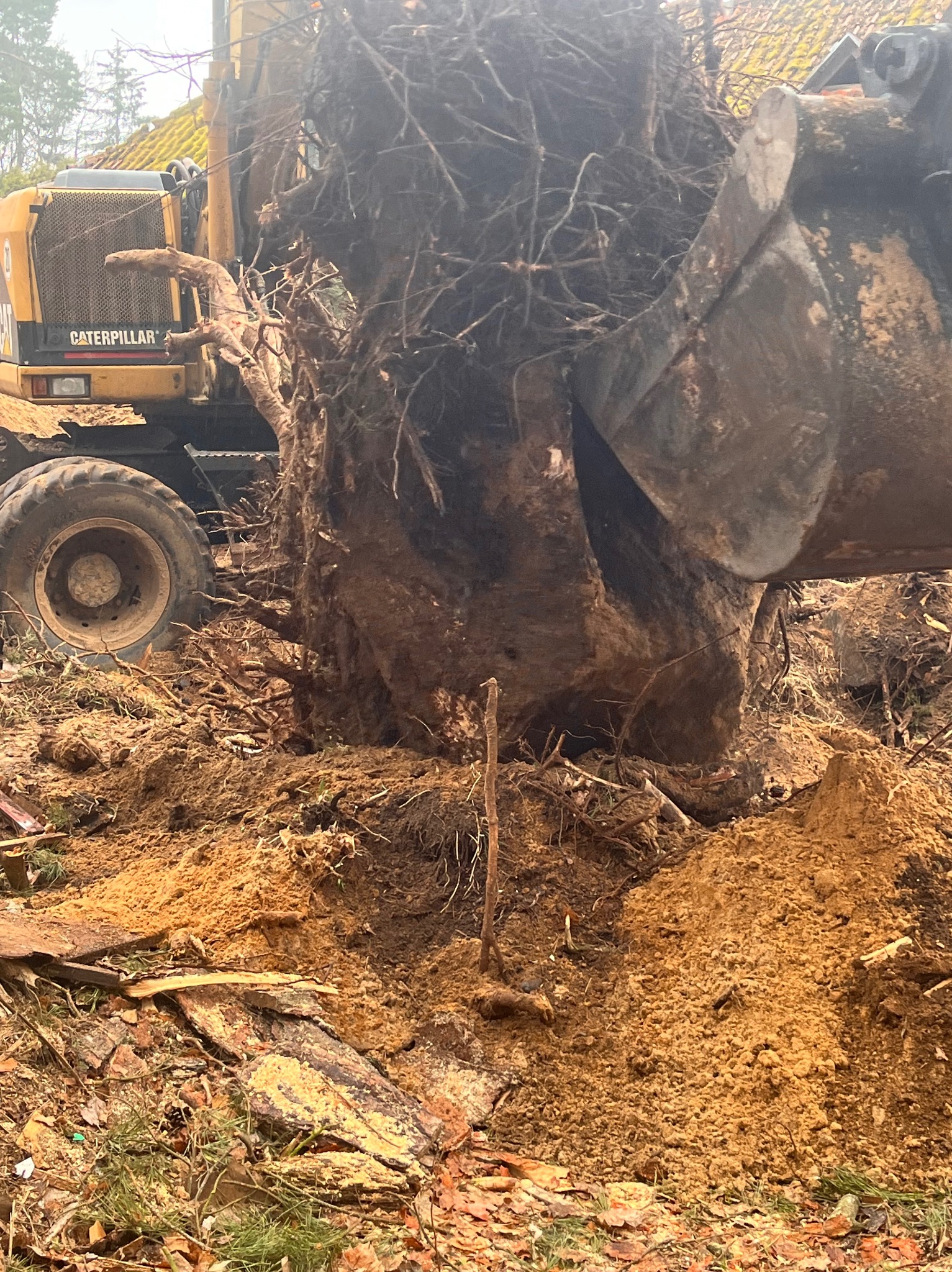Żółta koparka Caterpillar z wykopanym, dużym pniem drzewa z korzeniami, otoczona ziemią i resztkami drewna.