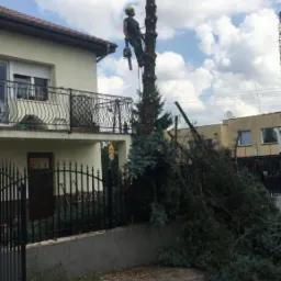 Arborysta w kasku i uprzęży, z piłą łańcuchową, przycina wysokie drzewo iglaste w pobliżu domu z balkonem; obok leżą ścięte gałęzie.