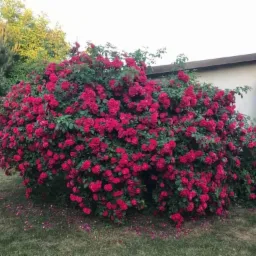 Krzew róży obsypany intensywnie czerwonymi kwiatami, z zielonymi liśćmi, rosnący w ogrodzie, z widocznymi opadłymi płatkami na trawie, na tle budynku i iglaków.