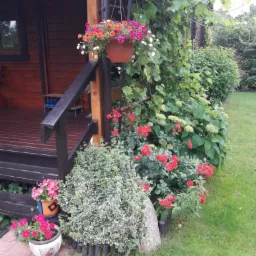Wejście do drewnianego domku z werandą, ozdobione wiszącymi i stojącymi donicami z kolorowymi kwiatami oraz pnączami winorośli.