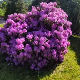 Krzew rododendronu w pełnym rozkwicie, z intensywnie różowymi kwiatami, na tle zielonego trawnika i drzew. W tle widoczny częściowo zbiornik wodny.