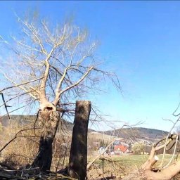 Rumianek - Wycinka i przycinanie drzew.