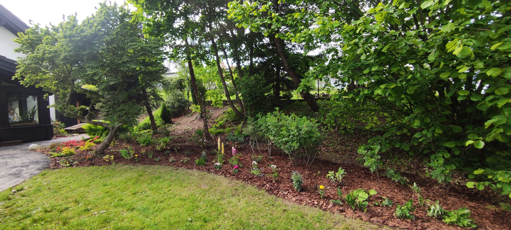 Rabata z korą i nasadzeniami kwiatów oraz krzewów na tle zielonego trawnika i drzew. Widok na zadbany ogród przy domu.