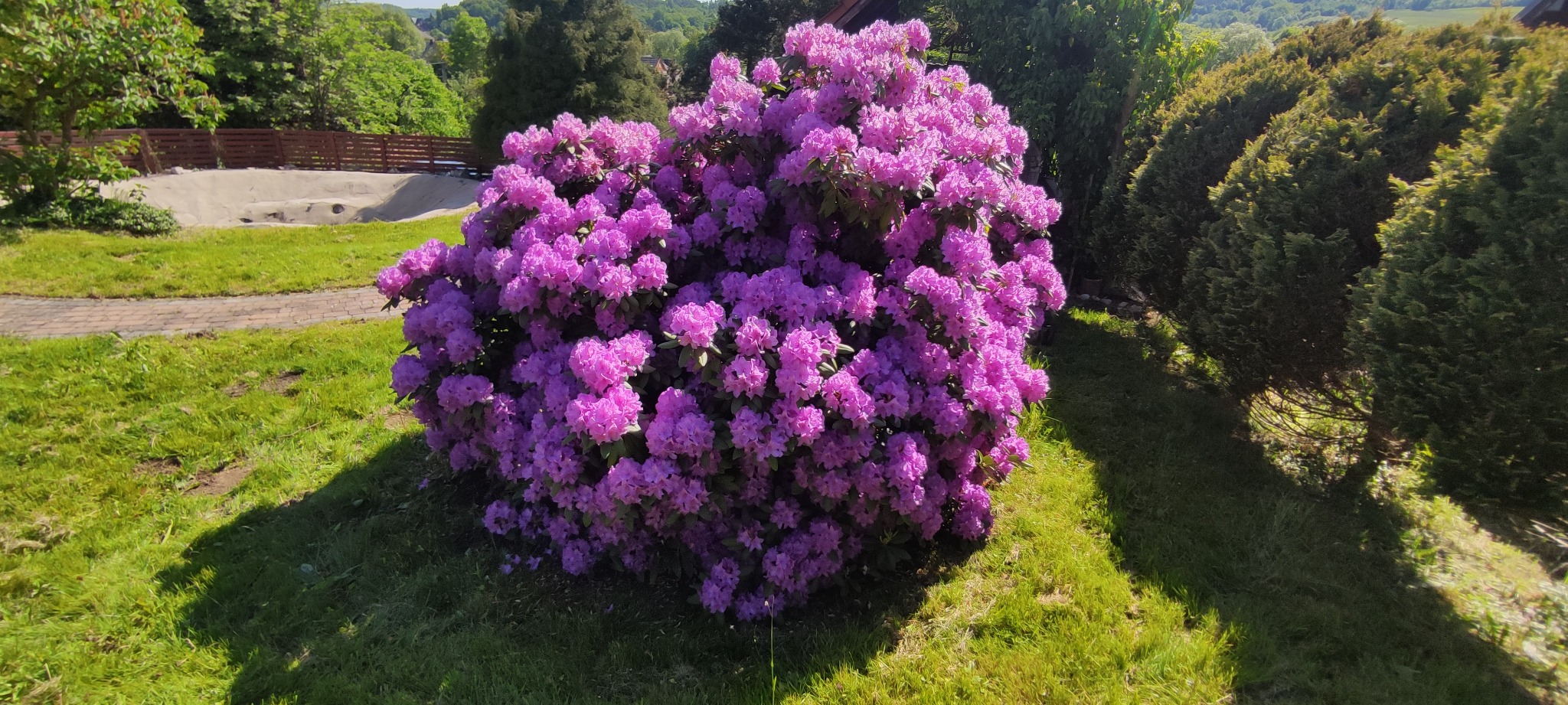 Krzew rododendronu w pełnym rozkwicie, z intensywnie różowymi kwiatami, na tle zielonego trawnika i drzew. W tle widoczny częściowo zbiornik wodny.