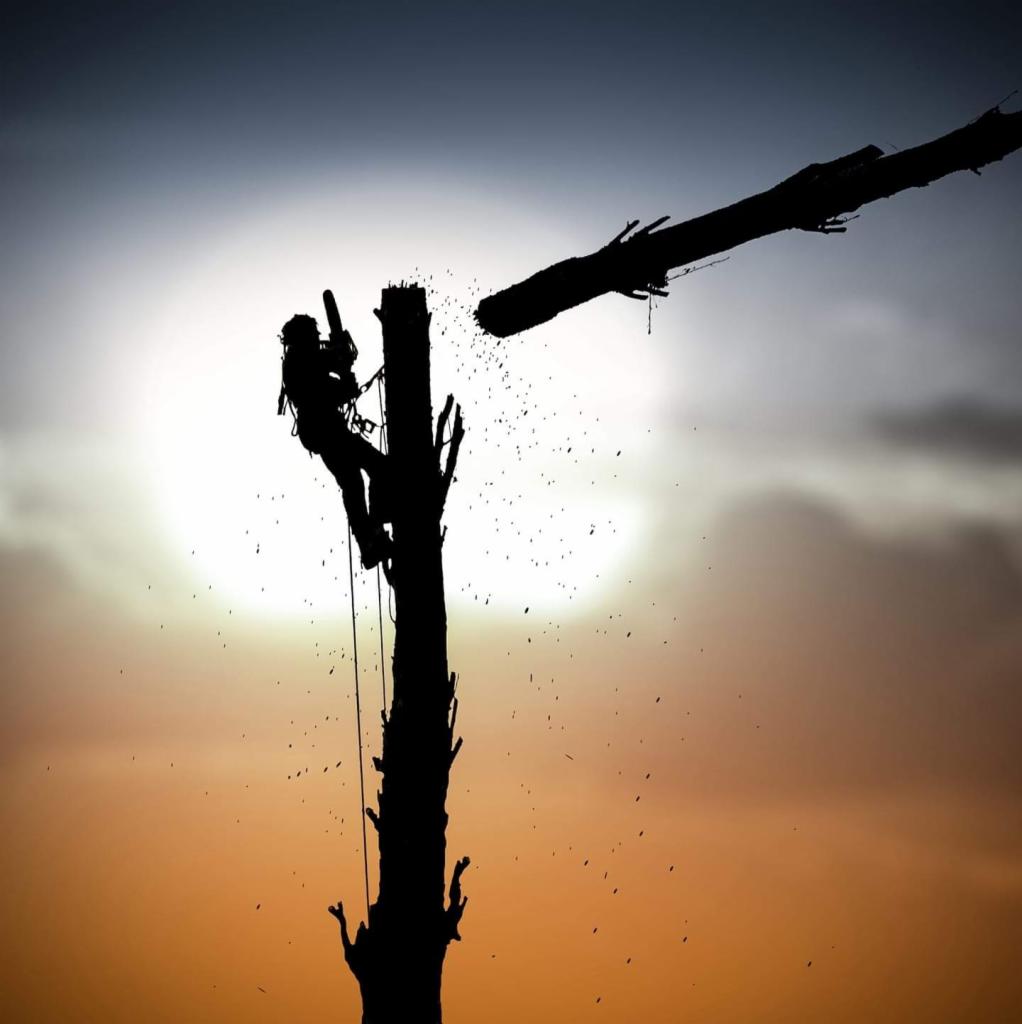 Sylwetka arborysty na drzewie podczas cięcia gałęzi piłą łańcuchową, w tle zachodzące słońce.