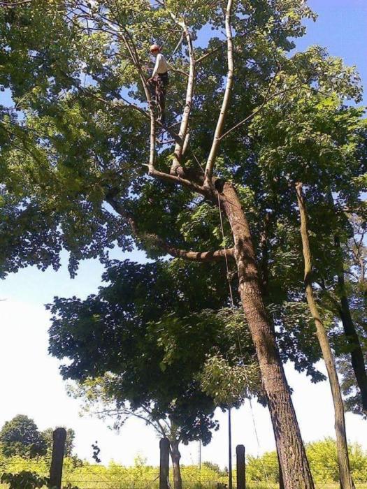 Arborysta w białej koszuli i kasku, wspinający się na wysokie drzewo z gęstymi zielonymi liśćmi, zabezpieczony liną, widok z dołu na błękitne niebo.
