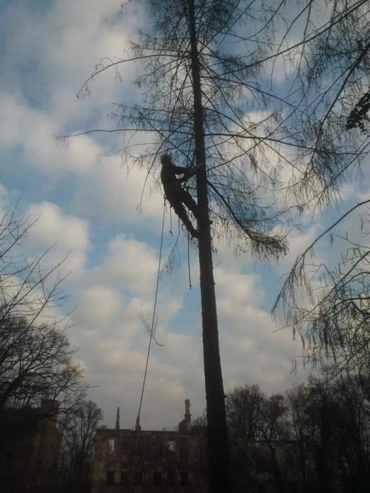 Arborysta w uprzęży, przywiązany liną, wspina się na wysokie drzewo iglaste, w tle rozległe, błękitne niebo z białymi chmurami i zrujnowany budynek.