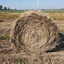 Rośliny i podłoża Warszawa 2