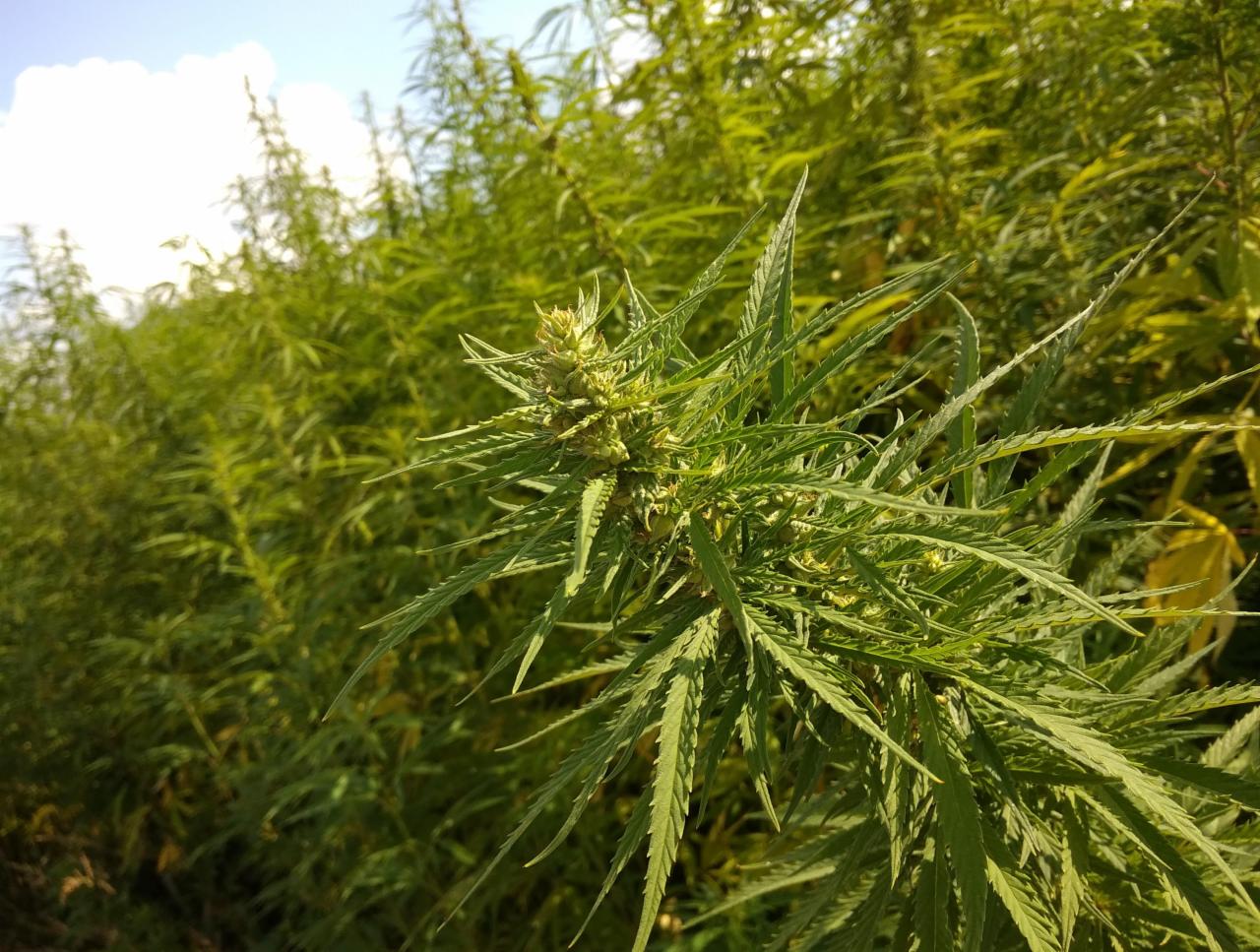 Pole konopi siewnej w słoneczny dzień, widoczne charakterystyczne liście i kwiatostany.