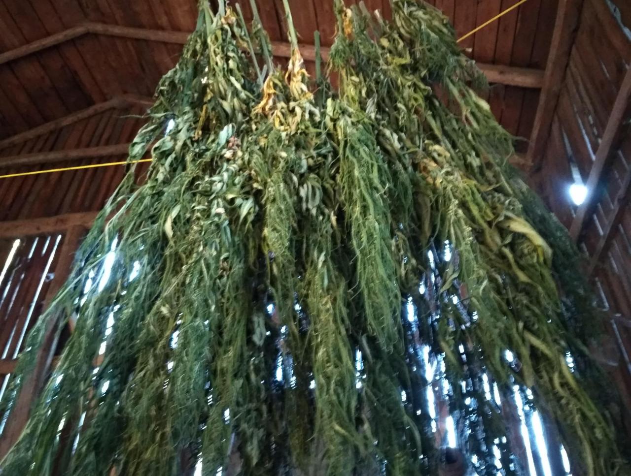 Suszone zioła zwisające z drewnianego stropu w stodole, widoczne przez szczeliny desek wpadające promienie słoneczne.