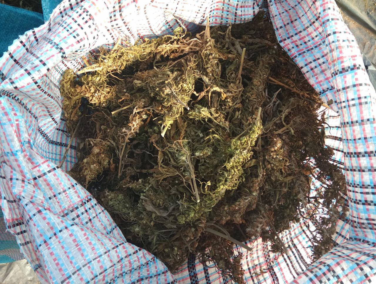 Worek z wysuszonymi roślinami z widocznymi łodygami i kwiatostanami, w tle materiał w kratę.