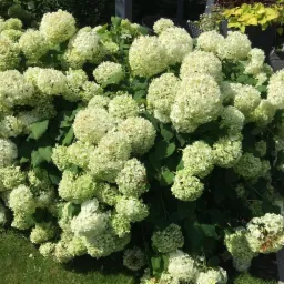 Krzew hortensji Annabelle z kulistymi, kremowobiałymi kwiatostanami, na tle ciemnego tarasu i zielonego trawnika. Słoneczny dzień, wyraźne detale kwiatów i liści.