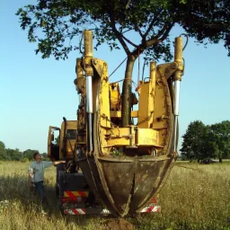 Przesadzanie dużych drzew