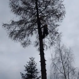 Pracownik na wysokości w uprzęży, wspina się na wysokie drzewo iglaste z rzadkimi gałęziami na tle pochmurnego nieba.