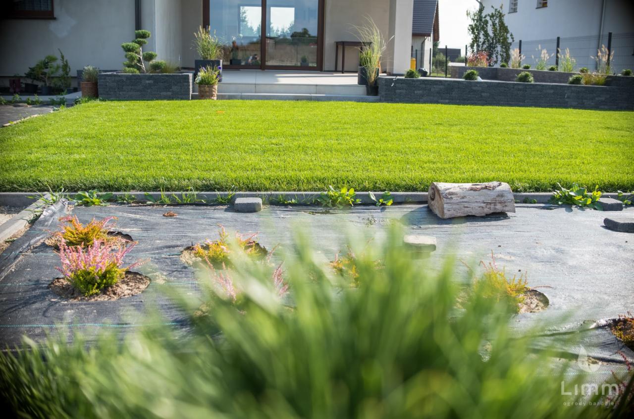 Widok na świeżo założony trawnik z rolki, z przodu rabata z agrowłókniną i młodymi wrzosami, w tle nowoczesny dom z dużymi oknami.