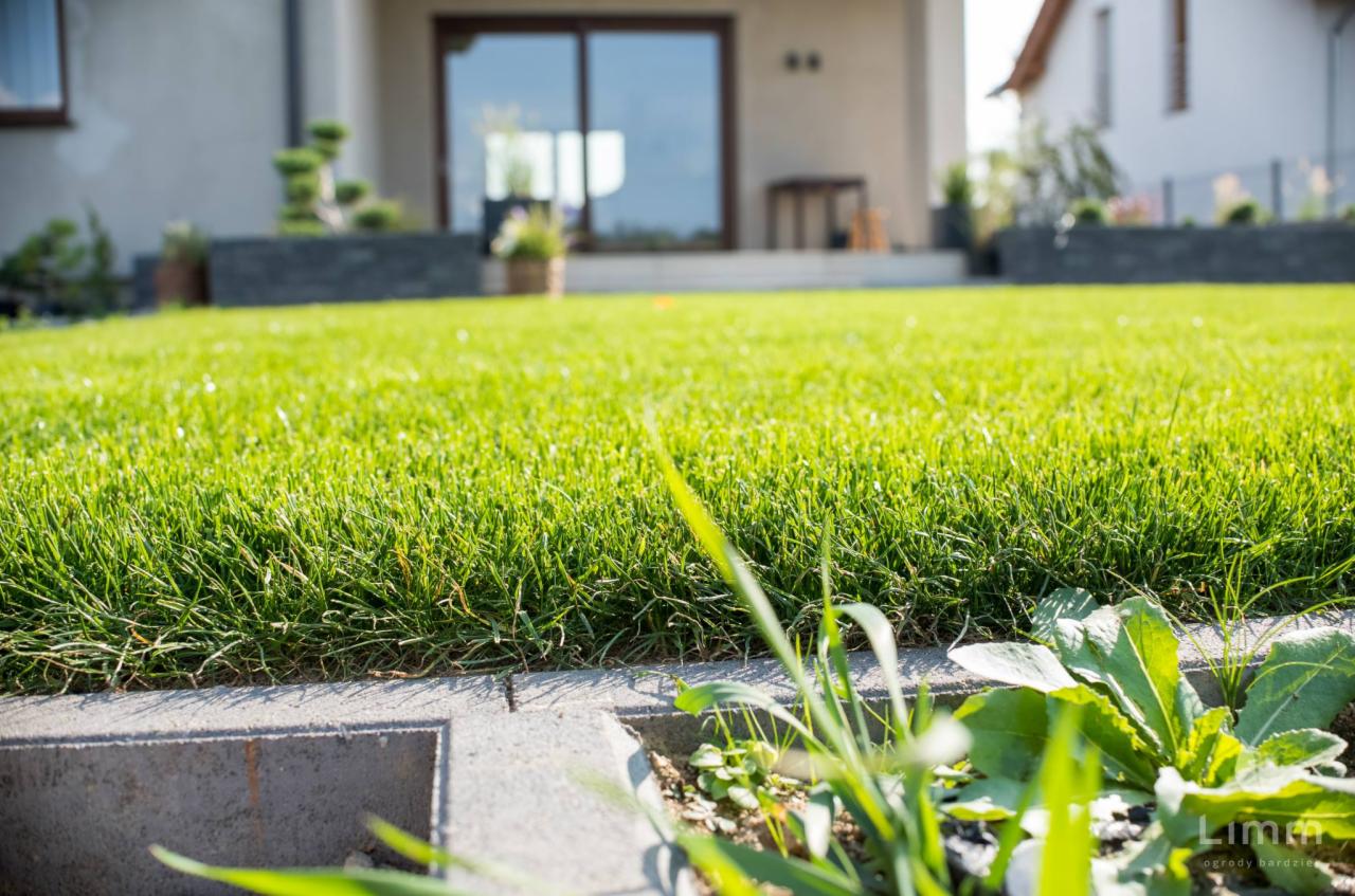 Gęsty, zielony trawnik przylegający do betonowej obwódki, z młodymi roślinami wyrastającymi w przestrzeniach obwódki, nowoczesny dom z dużymi oknami w tle, słoneczny dzień.