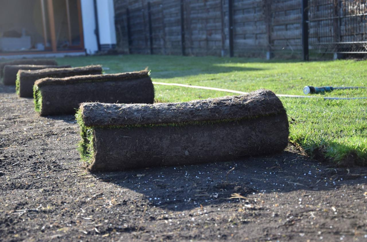Rzędy zwiniętej darni ułożone na przygotowanym podłożu, widoczne białe granulki na ziemi, w tle trawnik i ogrodzenie.