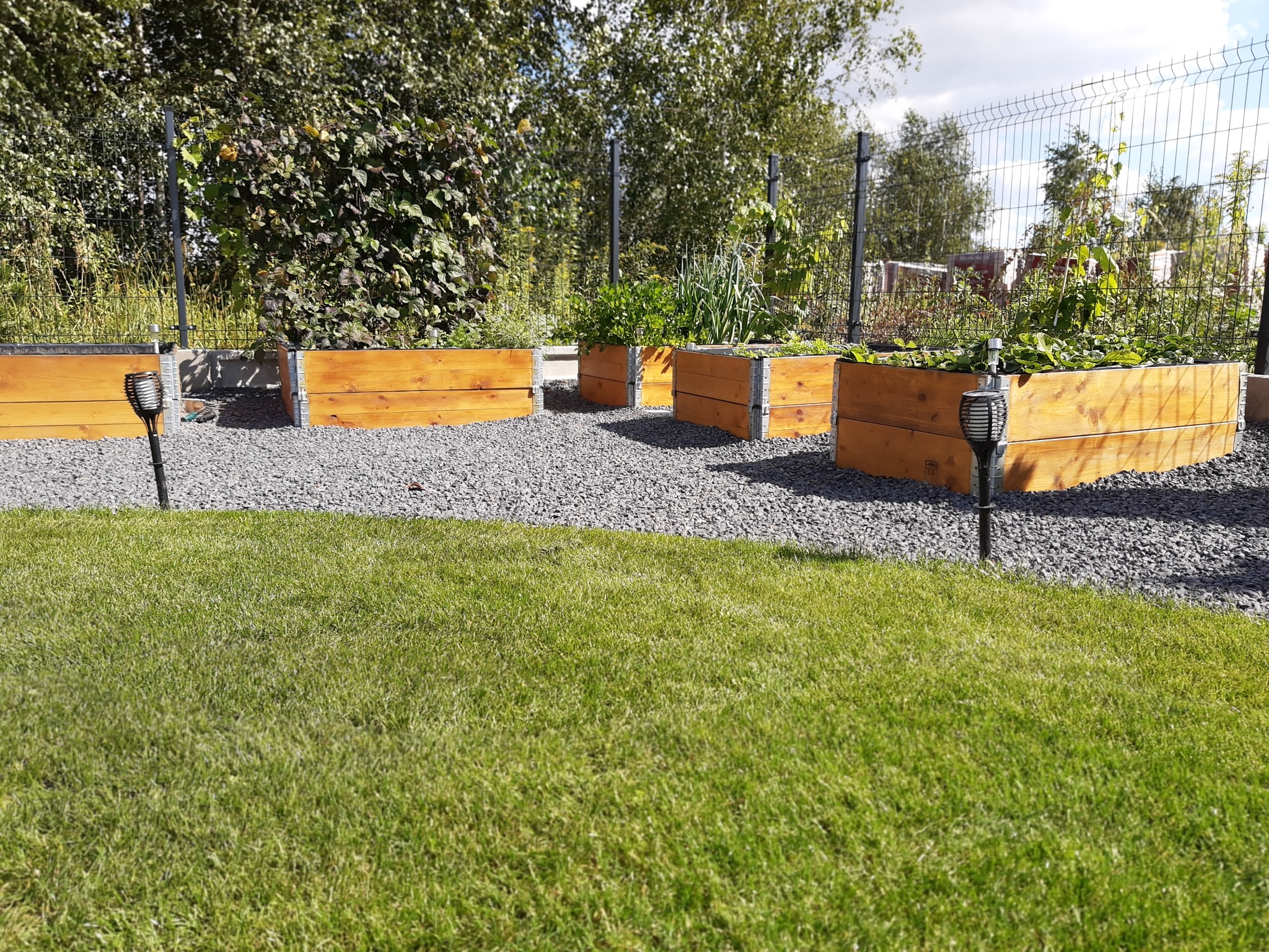 Podwyższone grządki z drewna wypełnione roślinami, otoczone szarym żwirem i trawnikiem, oświetlone lampami solarnymi w ogrodzie z siatkowym ogrodzeniem.