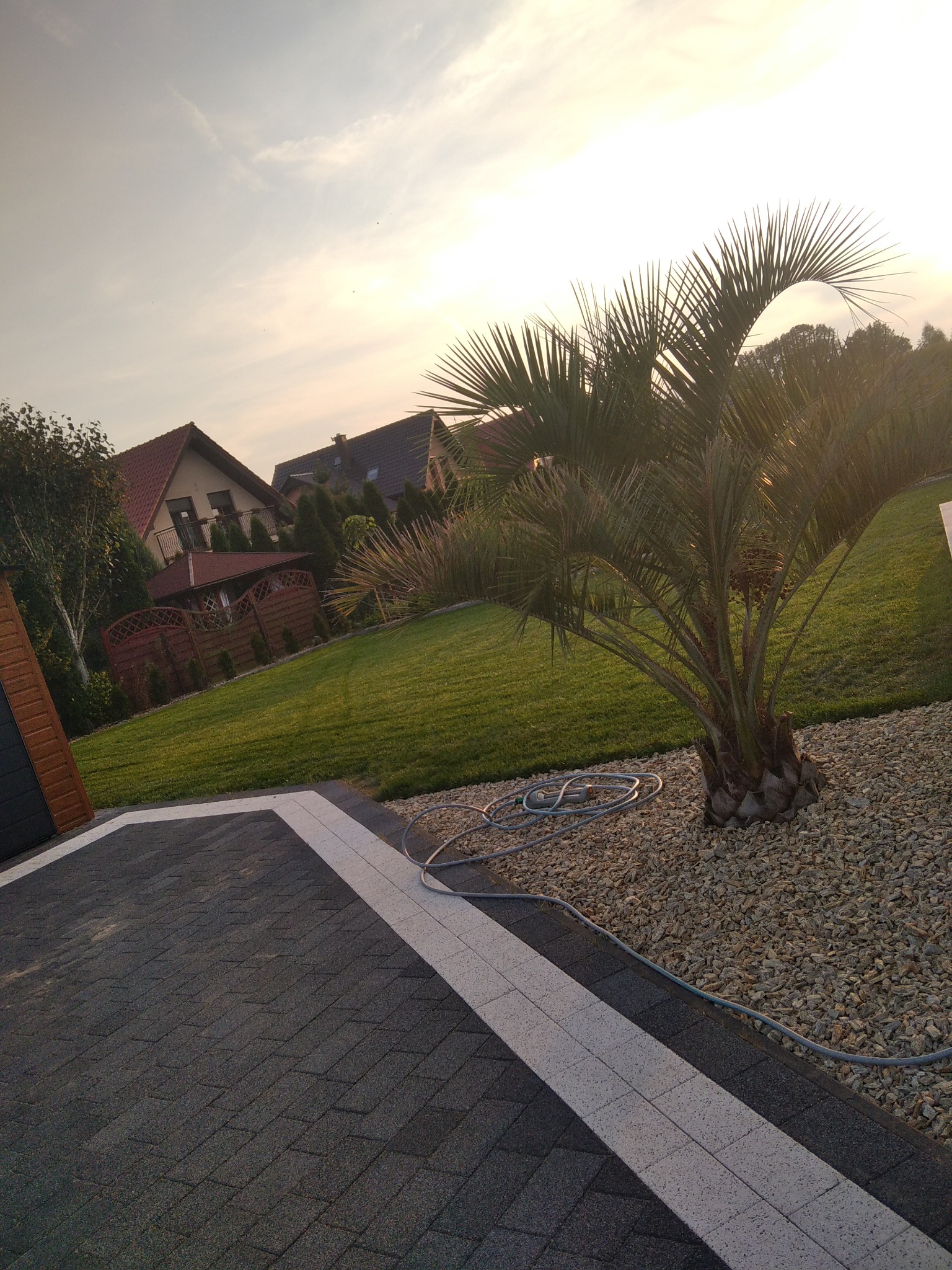Ujęcie ogrodu z palmą, świeżo skoszoną trawą, podjazdem z kostki brukowej i nawiniętym wężem ogrodowym, w tle domy jednorodzinne w świetle zachodzącego słońca.