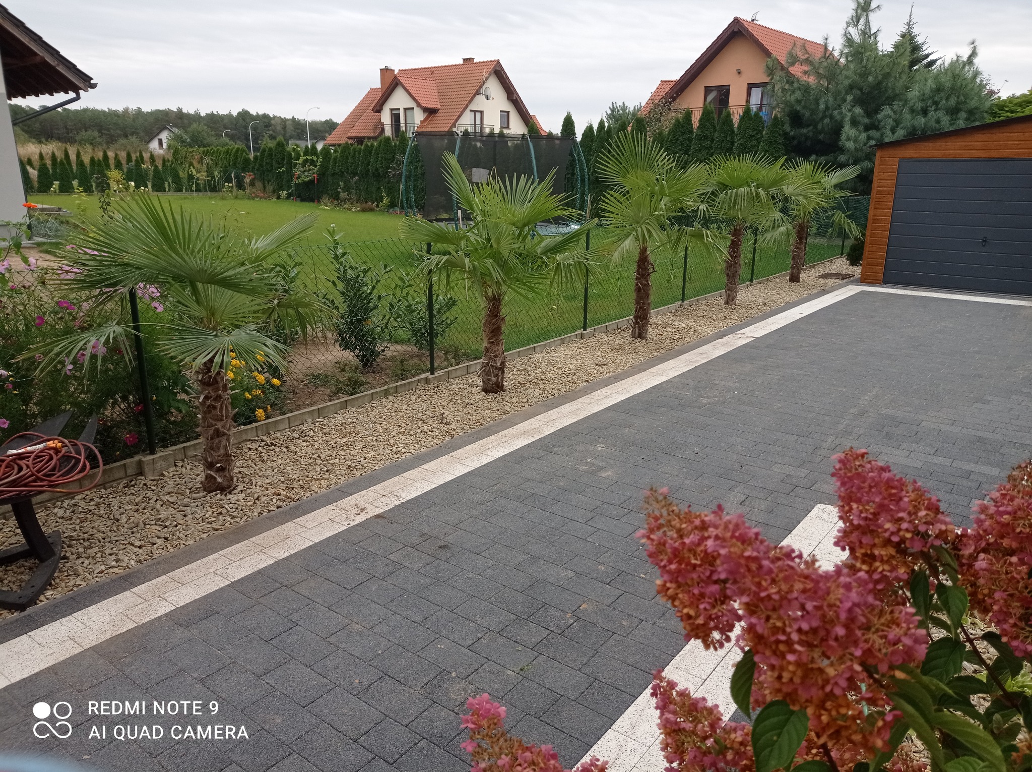 Rząd młodych palm wzdłuż ogrodzenia na tle zadbanego trawnika i domów, widok z brukowanego podjazdu z kwitnącymi hortensjami w pierwszym planie.
