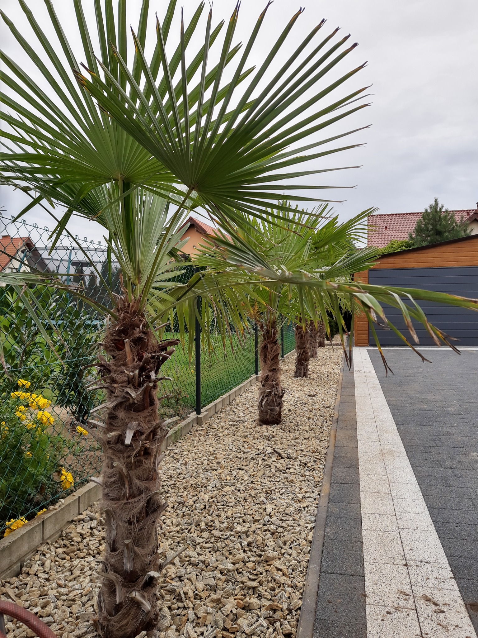 Rząd palm szorstkowców posadzonych wzdłuż ścieżki z kostki brukowej i ogrodzenia z siatki, podsypane drobnym kamieniem.