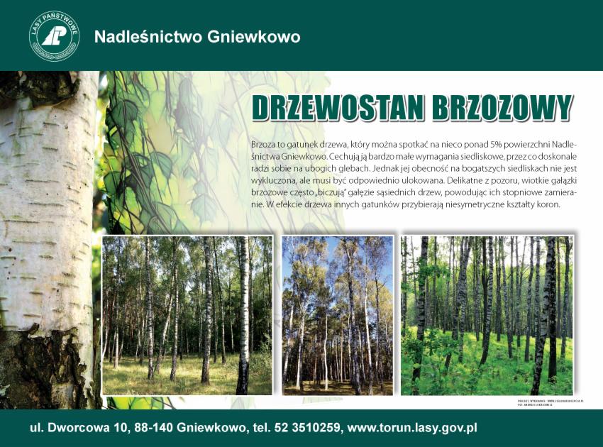 Ulotka informacyjna Nadleśnictwa Gniewkowo prezentująca drzewostan brzozowy z trzema kadrami lasu brzozowego w letnim słońcu.