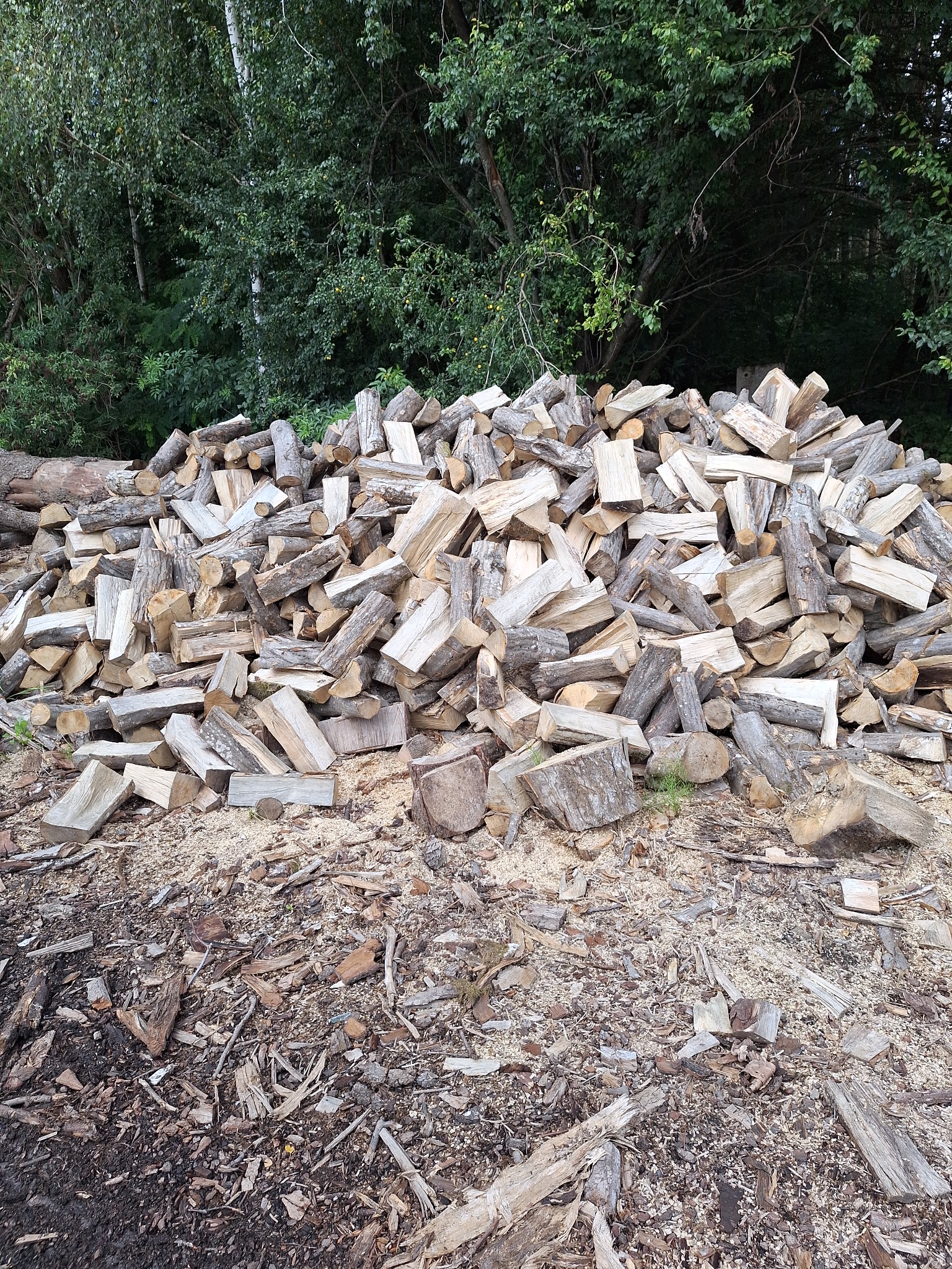 Stos drewna kominkowego ułożony na ziemi z widocznymi śladami cięcia i trocinami, w tle drzewa.