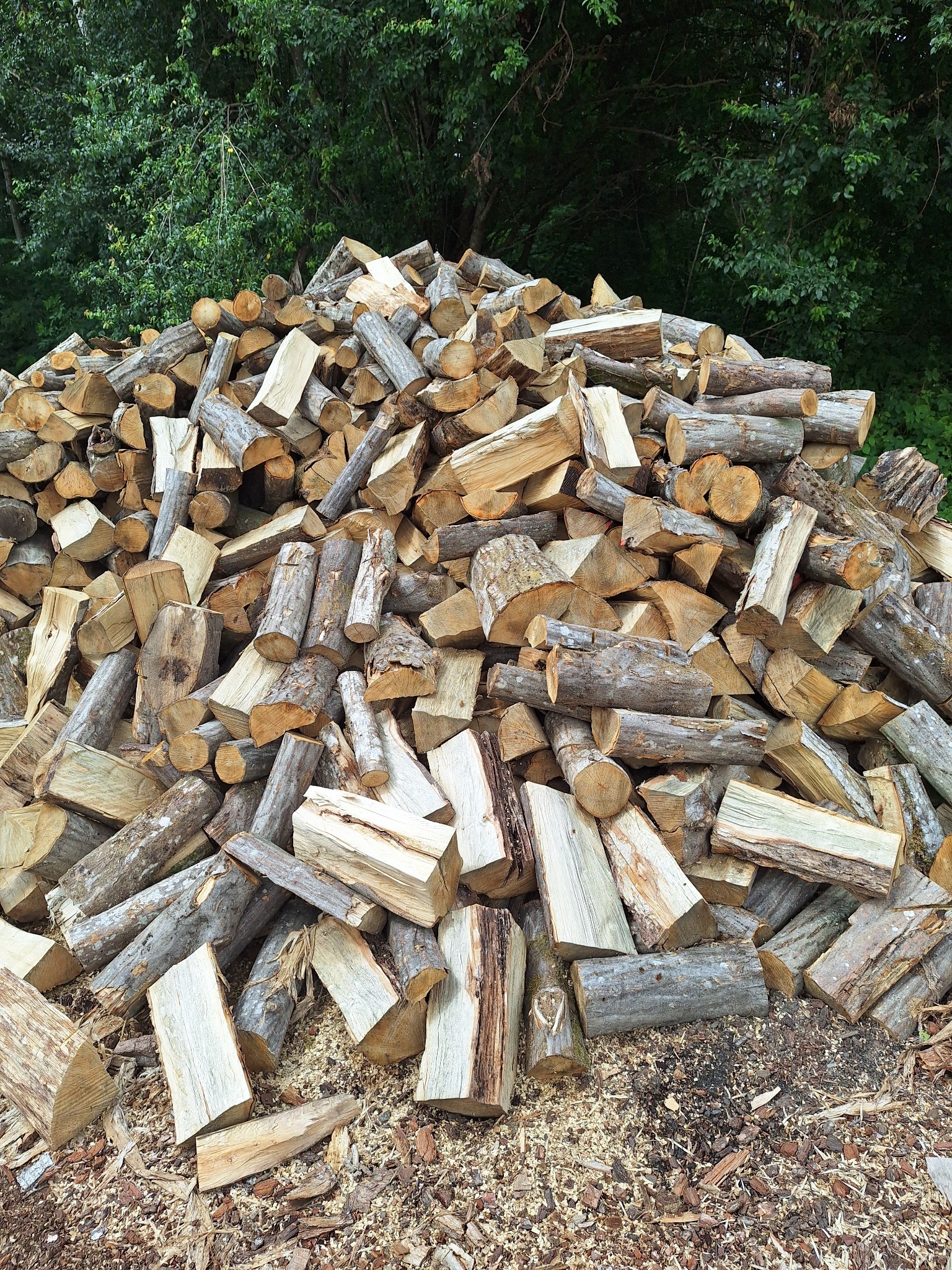 Stos pociętego drewna ułożony na ziemi pokrytej trocinami, z zielonym tłem drzew.