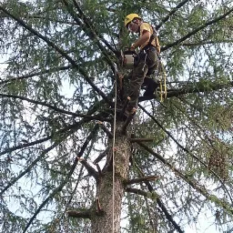 Pracownik w kasku i z uprzężą, wysoko w koronie drzewa, przycina gałęzie piłą spalinową. Widoczne obcięte konary. Ujęcie z dołu.