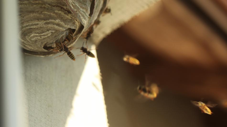Gniazdo os z widocznymi owadami na szaro-białej powierzchni, z kilkoma osami w locie, uchwycone w naturalnym świetle.