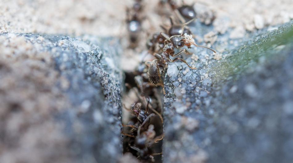 Kolonia mrówek w szczelinie między kamieniami, mrówki transportują drobne okruchy, widoczne detale budowy ciała owadów w zbliżeniu.