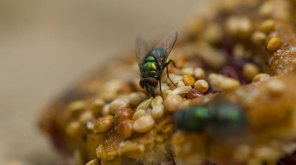 Muchy o metalicznie zielonych odwłokach żerują na słodkim cieście posypanym ziarnami, z bliska.