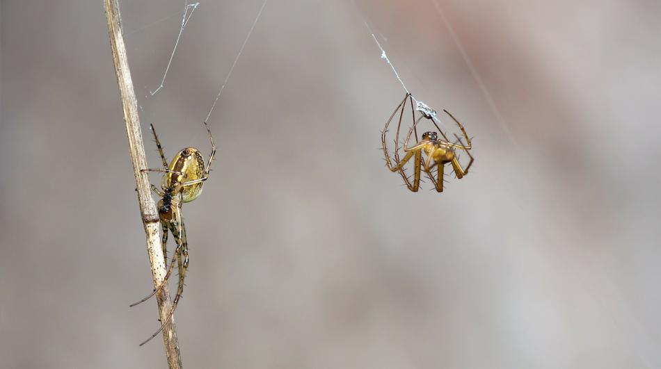 Dwa pająki: jeden wspina się po źdźble trawy, drugi zwisa na pajęczynie, widoczne detale budowy ciała i pajęczyny na neutralnym tle.