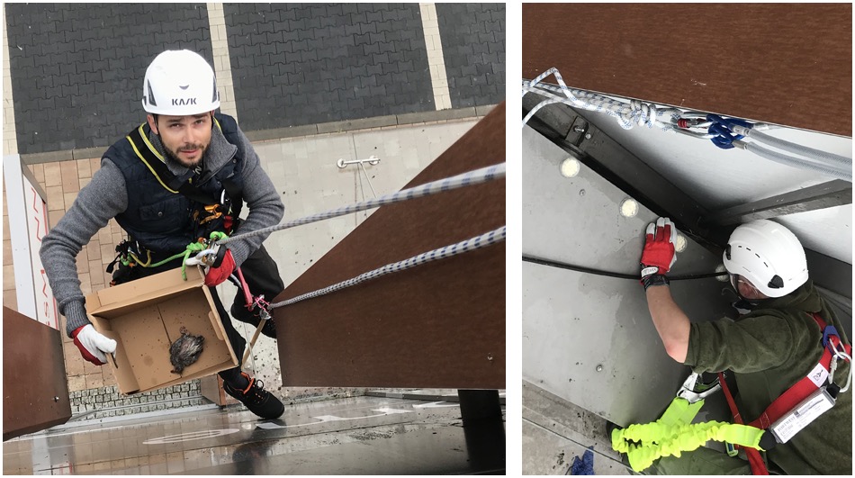 Pracownik na wysokościach, zabezpieczony linami, trzyma karton z martwym ptakiem, prawdopodobnie usuwany z budynku. Drugi pracownik czyści elewację. Zabezpieczenia przed ptakami.