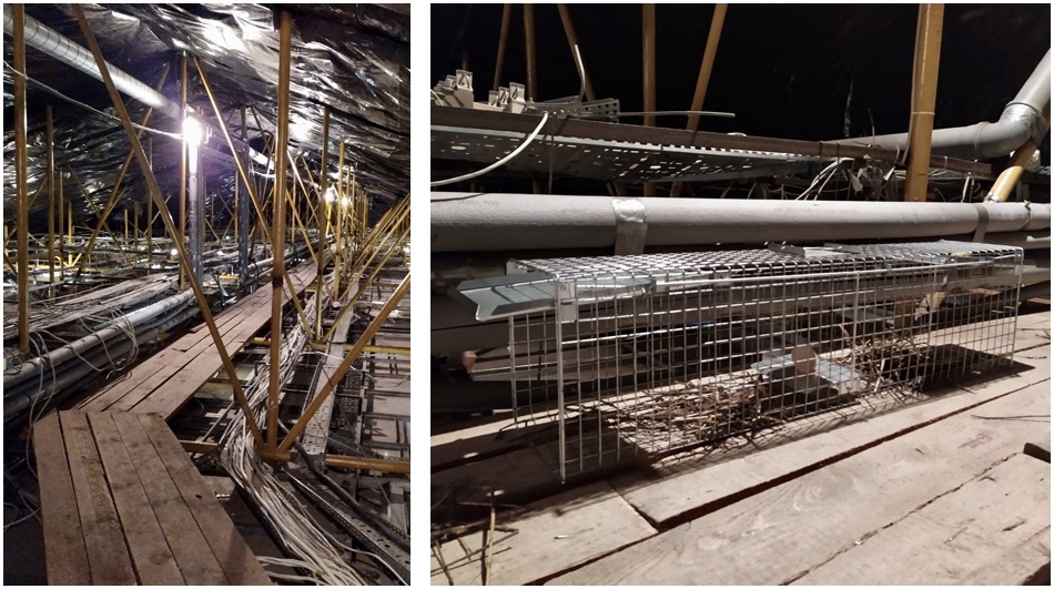 Likwidacja szkodników | Programy ochrony dla Firm.