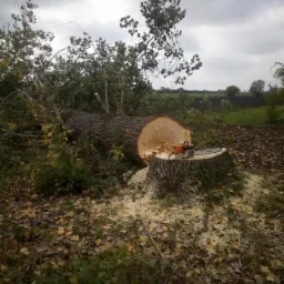 Ścięte drzewo z piłą łańcuchową na pniu, w tle pole i pochmurne niebo.