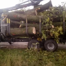 Przyczepa leśna z kłonicami wypełniona świeżo ściętymi, grubymi pniami drzew z gałęziami, widok z poziomu gruntu na tle trawy.