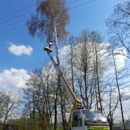 Wycinka drzew po jednej gałęzi przy pomocy Zwyżki -Podnośnika koszowego do wysokości