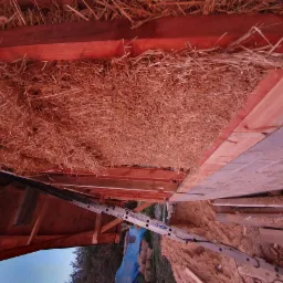 Wypełnienie stropu domu balami słomy pomiędzy drewnianą konstrukcją, widoczna drabina oparta o ścianę.