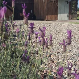 Kwitnąca lawenda na tle żwirowej ścieżki prowadzącej do drewnianego domku narzędziowego w ogrodzie.