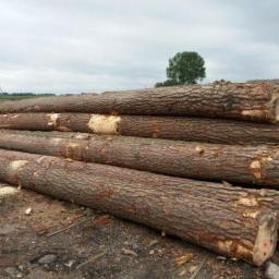 Sama - Stos świeżo ściętych, okorowanych pni drzew iglastych ułożonych na ziemi, z widocznymi śladami po cięciu i obróbce, w tle pole i pojedyncze drzewo.