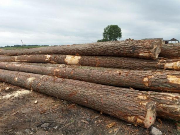 Stos świeżo ściętych, okorowanych pni drzew iglastych ułożonych na ziemi, z widocznymi śladami po cięciu i obróbce, w tle pole i pojedyncze drzewo.