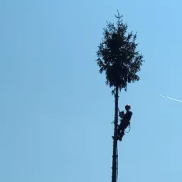 Arborysta w kasku i uprzęży, w trakcie wspinaczki na wysoką sosnę, na tle błękitnego nieba z widocznym śladem kondensacyjnym samolotu.
