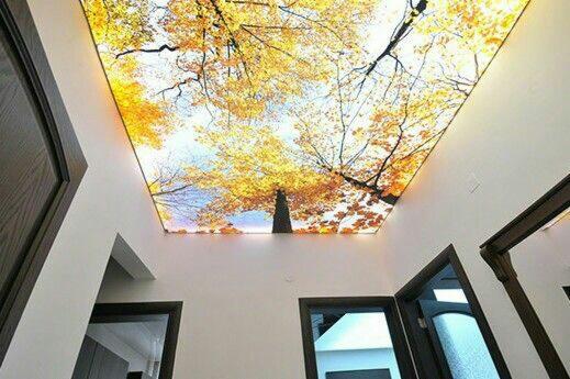 Podświetlany sufit napinany z motywem jesiennego drzewa, widok z dołu na koronę drzewa z żółtymi liśćmi na tle błękitnego nieba, w tle widoczne fragmenty drzwi z ciemnego drewna